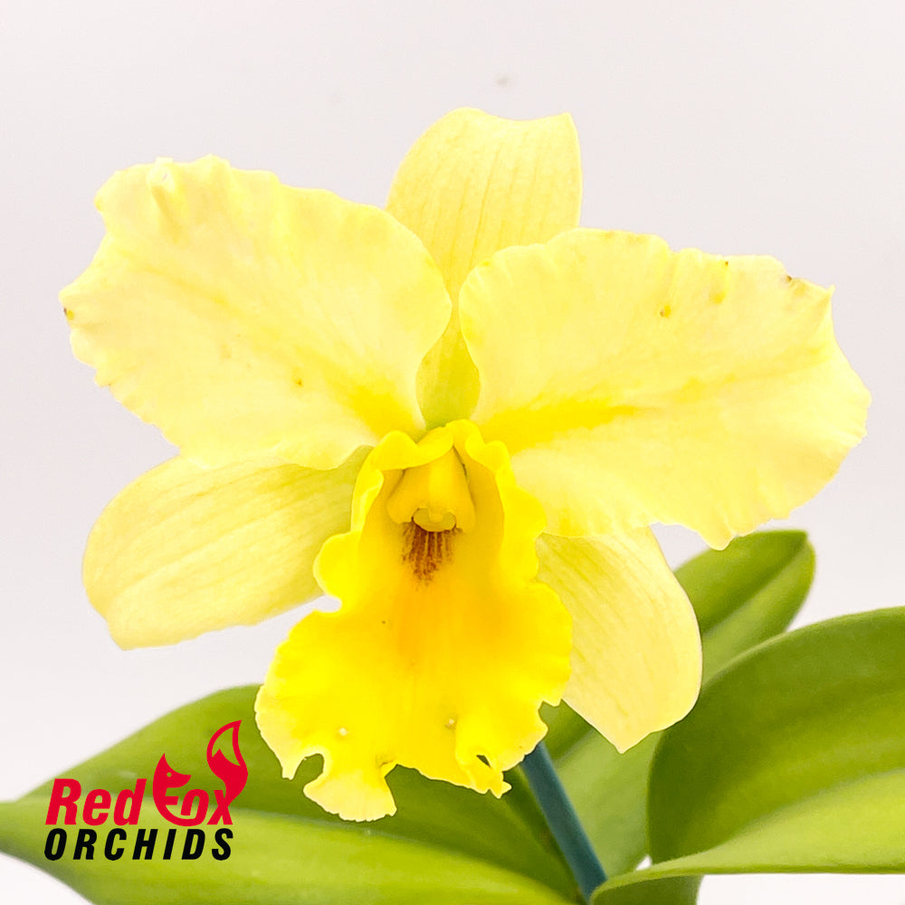 Laeliocattleya Tropical Aurora 'SVO' X Pot. (Yellow Ball X Burana Beauty) 'Spectacular Bird'