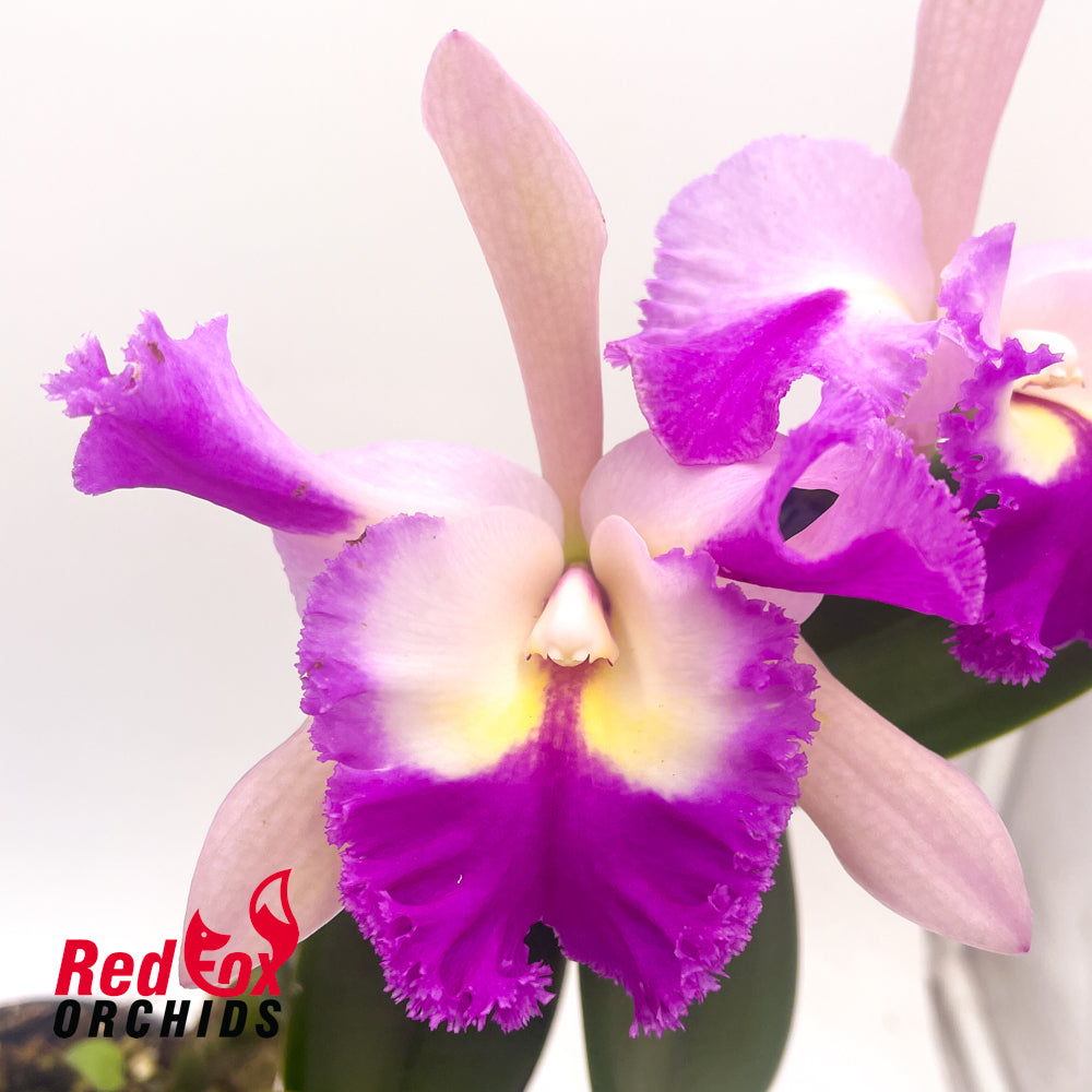 Sophrolaeliocattleya Orquidacea's Small Fortune
