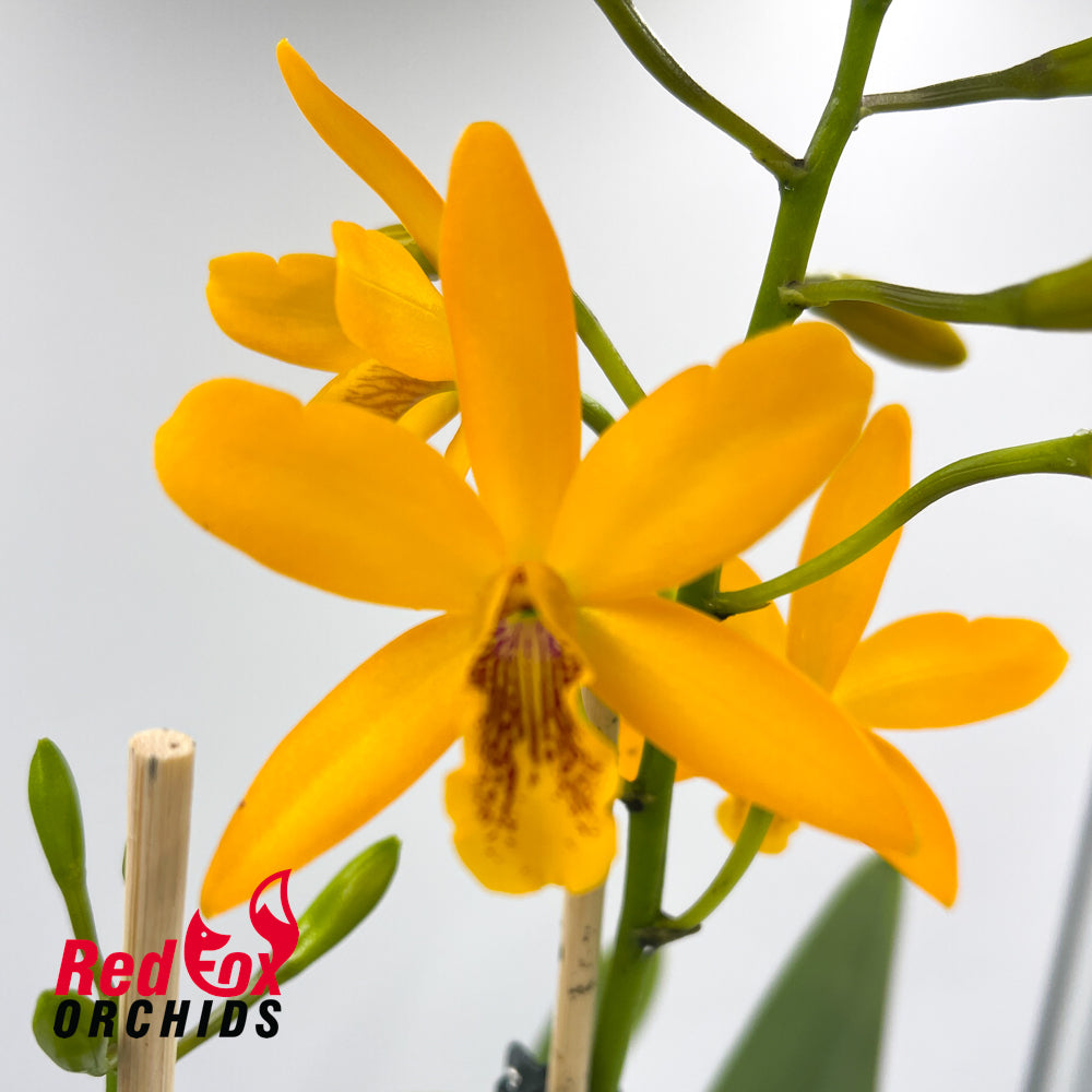Epilaeliocattleya Magic Wand