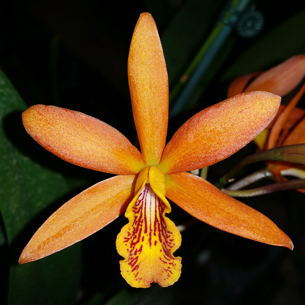 Epilaeliocattleya Magic Wand