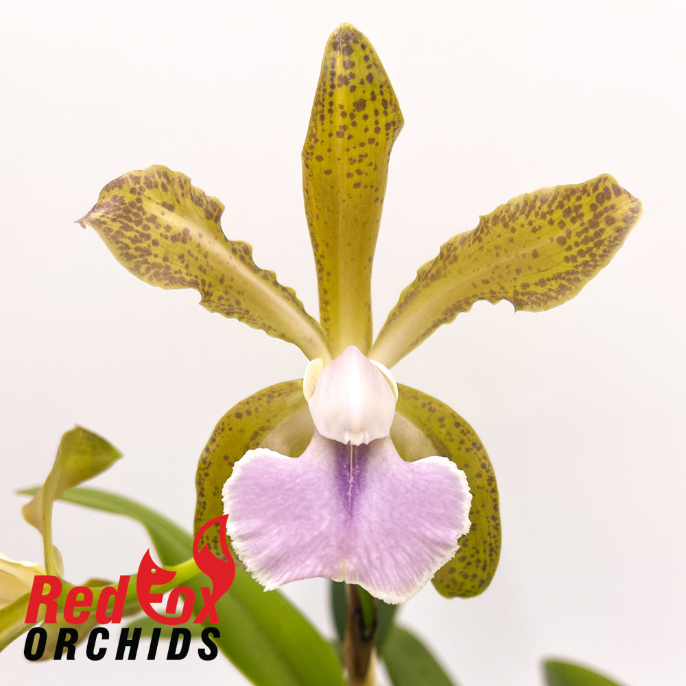 Cattleya Something Else