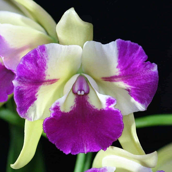 Epilaeliocattleya Merry Green 'Trilabelo'