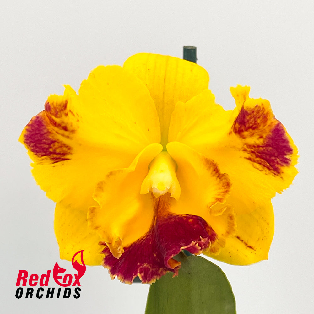Potinara (California Girl x Sophrolaeliocattleya Fire Lighter (4n)) 'Big Salmon' x Potinara Sebastian Scalia 'Sicily'