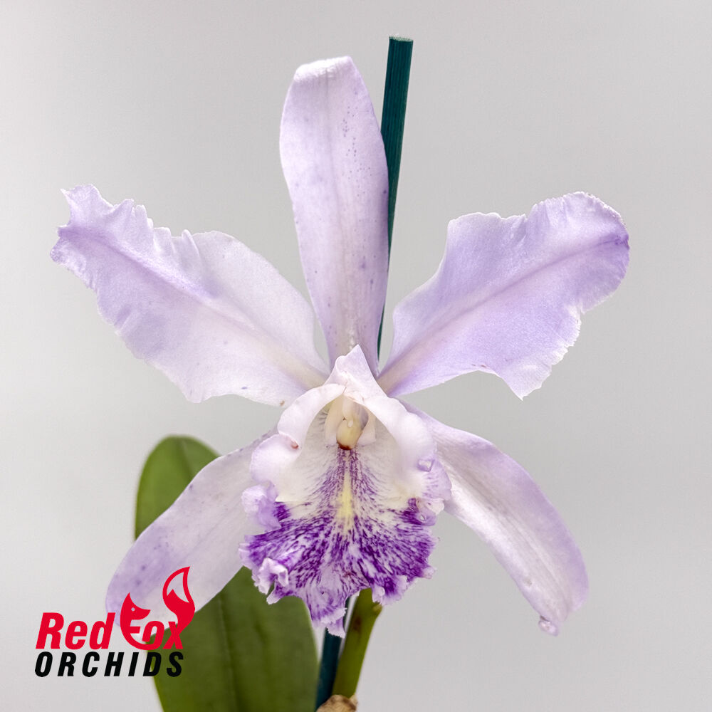 Cattleya maxima var. coerulea X C. Betsy's Azure Sea 'RH8'