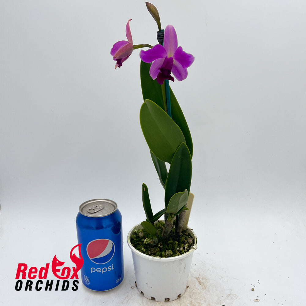 Brassolaeliocattleya Topaz Suitor