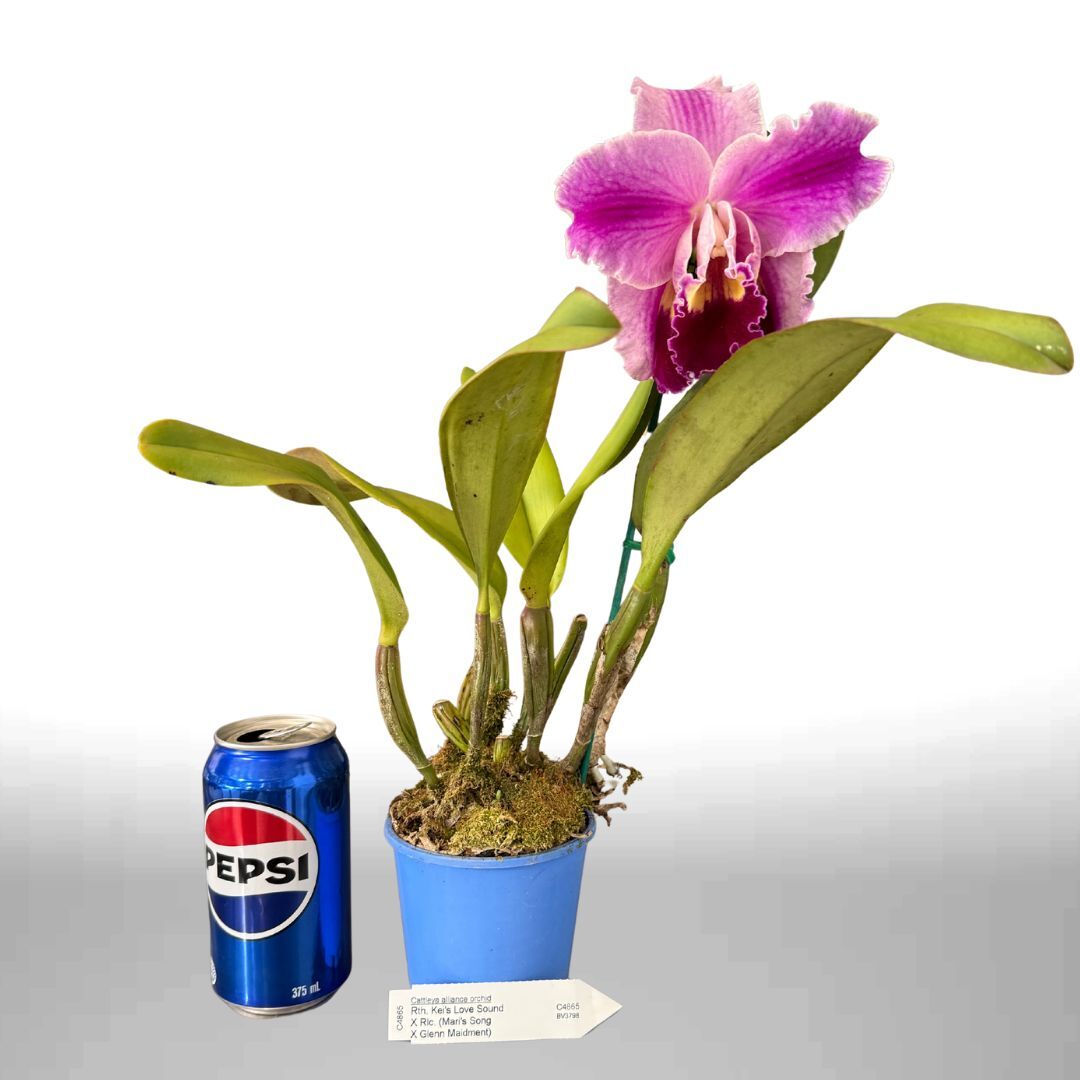Brassolaeliocattleya (Horace X Love Sound) X Blc. (Mari's Song X Glenn Maidment)