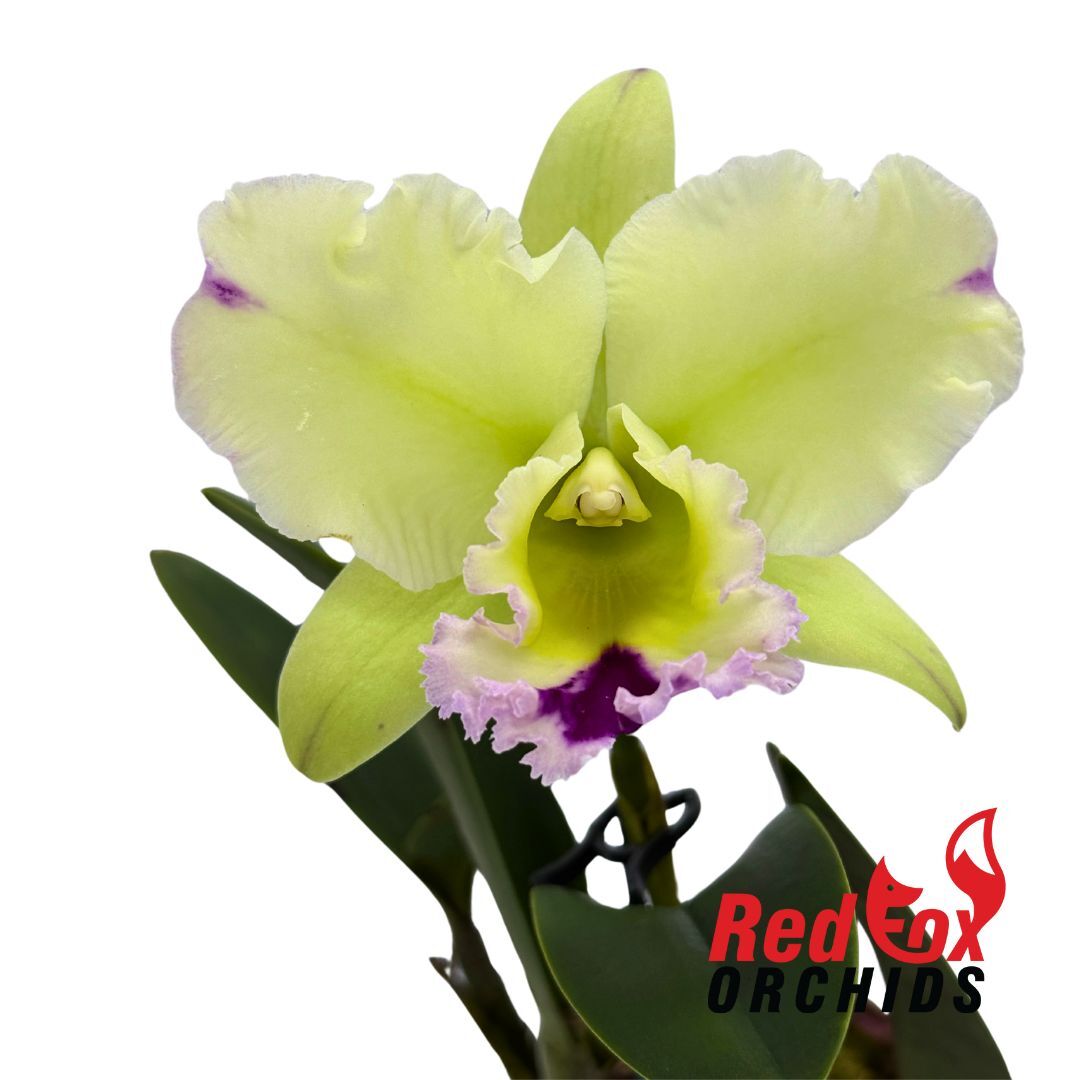 Brassolaeliocattleya Sung Ya Green 'Green Gem' X Lc. Angel Heart X Blc. (Mildred Rives X Burdekin Bells)