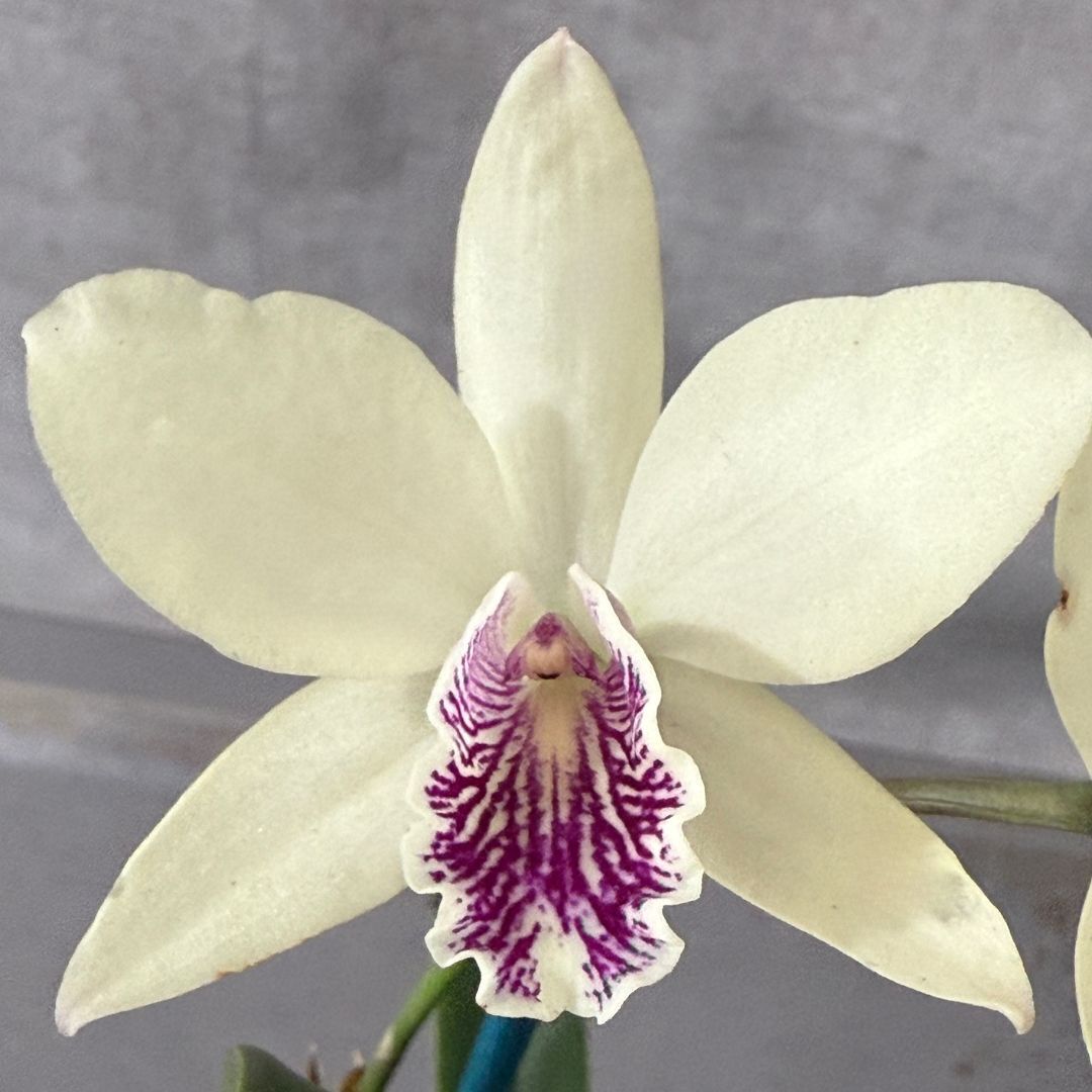 Brassolaeliocattleya Love Sound 'Dogashima' X Epc. Kyoguchi 'Fumi'