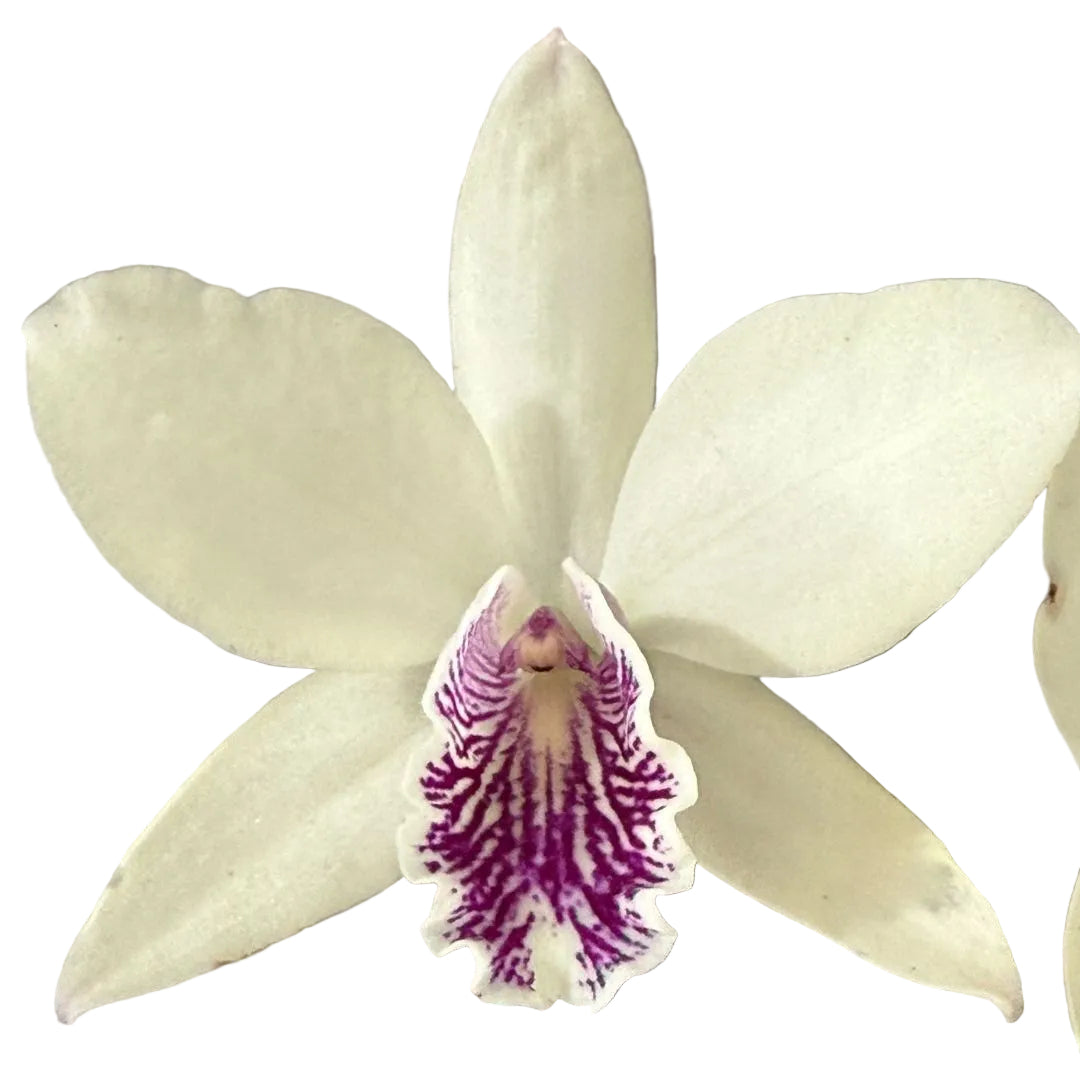 Brassolaeliocattleya Love Sound 'Dogashima' X Epc. Kyoguchi 'Fumi'