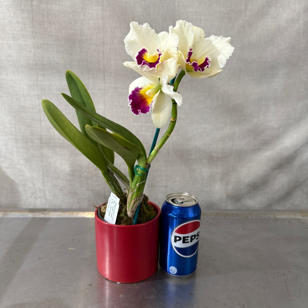 Brassolaeliocattleya Topaz Impact X Blc. (Drumbeat X Love Sound)