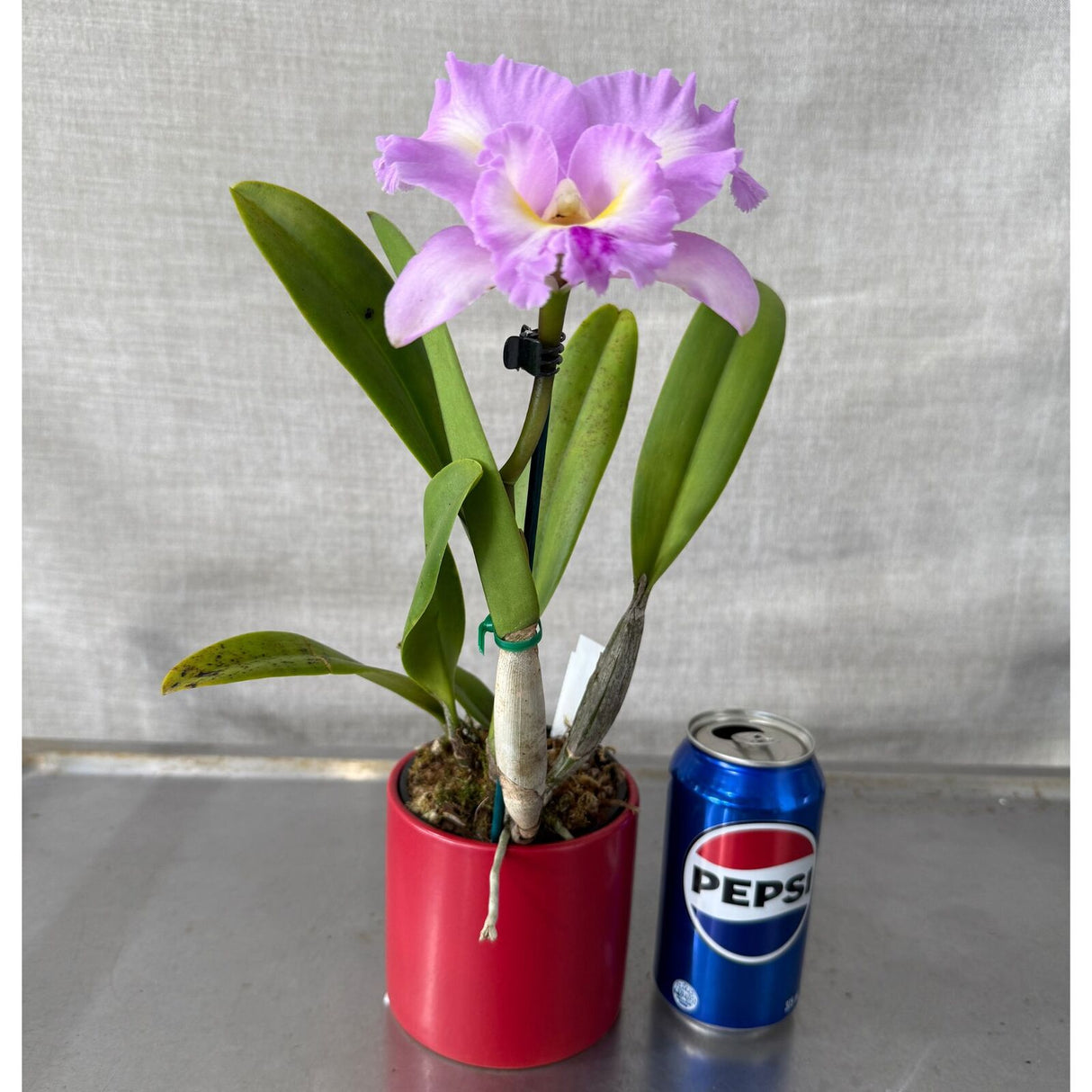 Brassolaeliocattleya Aussie Flare T'nt