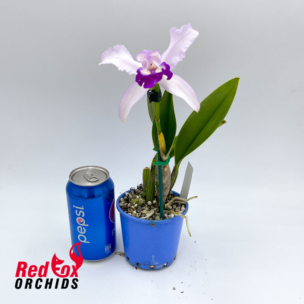 Cattleya Cattleya intermedia x Brassolaeliocattleya Toshie's Magic