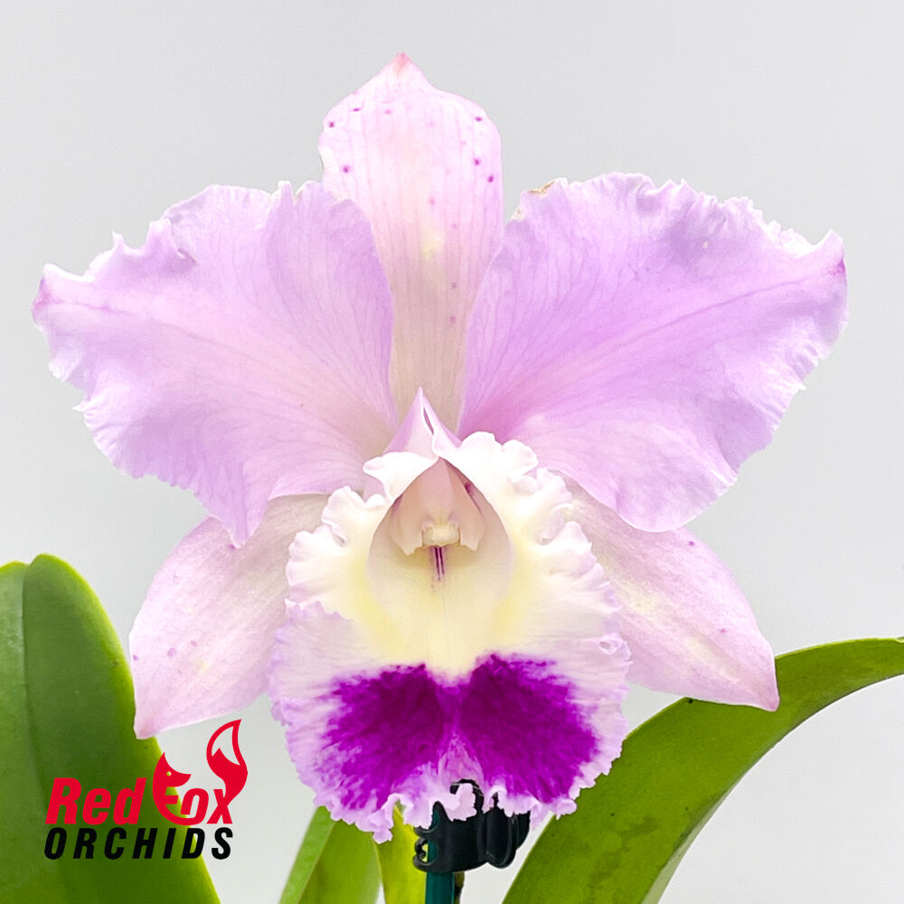 Brassolaeliocattleya Aranbeem x Cattleya intermedia vinicolor aquinii