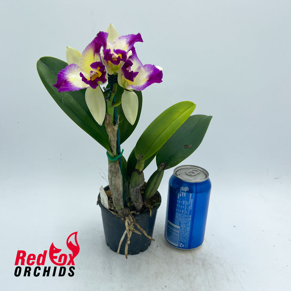 Brassolaeliocattleya Topaz Suitor x Rhyncholaeliocattleya Deception Diamond