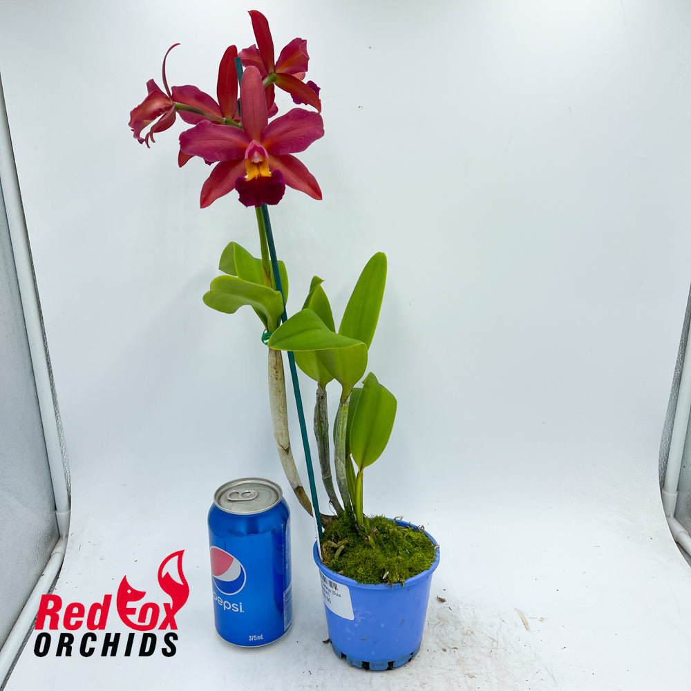 Rhyncattleanthe Bliss X C. tigrina 'Burleigh Dark'