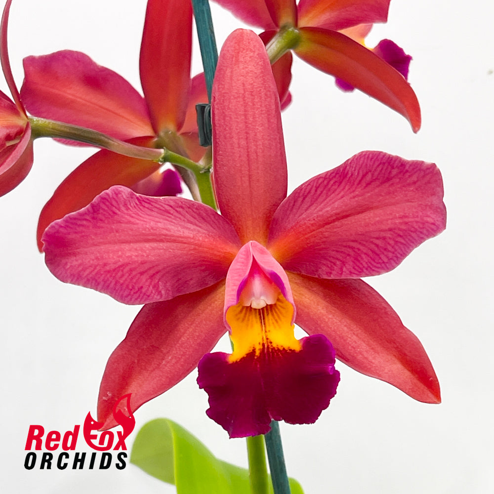 Rhyncattleanthe Bliss X C. tigrina 'Burleigh Dark'