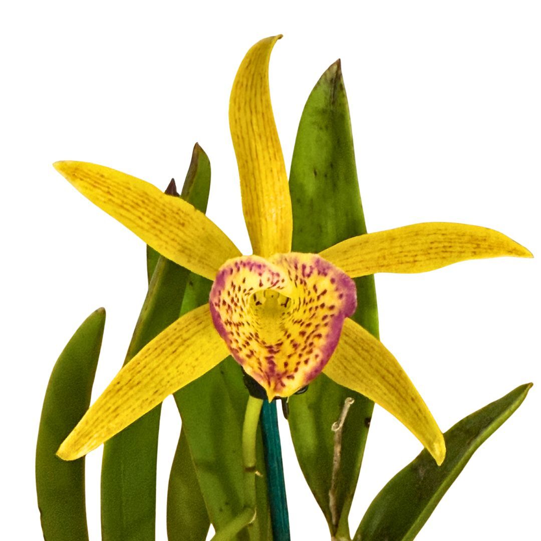Brassolaeliocattleya (Glenn Maidment x Susan Holcombe) x Brassavola nodosa var. grandiflora