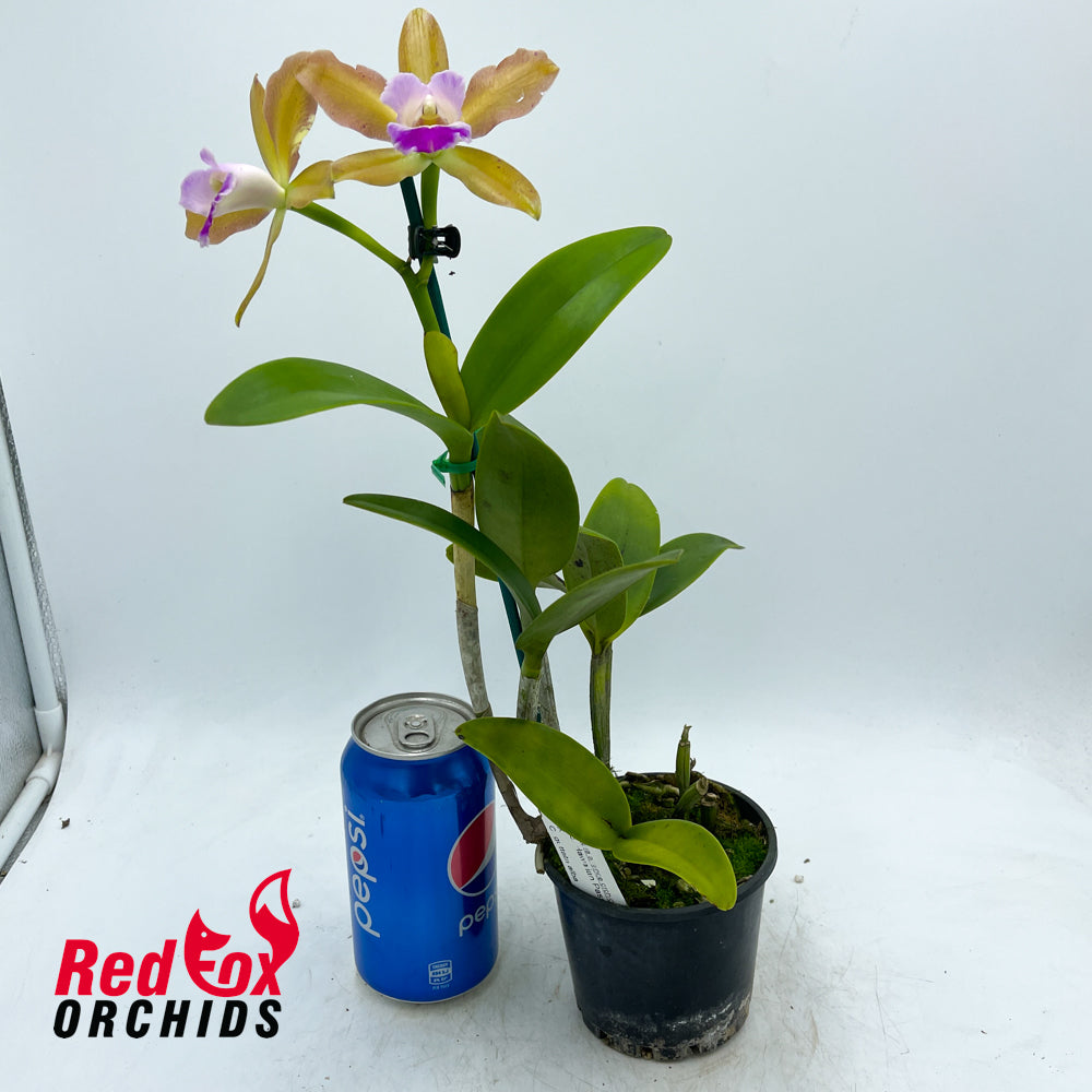 Brassolaeliocattleya Hawaiian Passion 'Carmela' X C. guttata alba