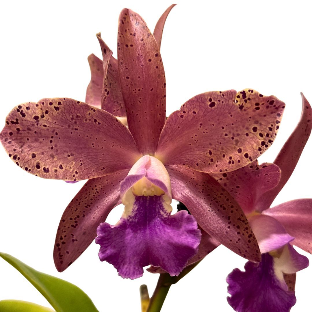 Laeliocattleya (Susan Holcombe x Chocolate Drop) x Cattleya Lulu (4n)