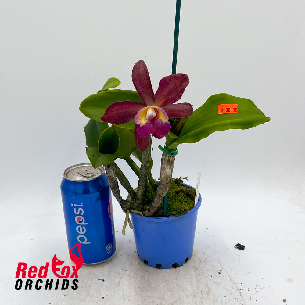 Rhyncattleanthe Excitement X C. tigrina 'Topaz 2'