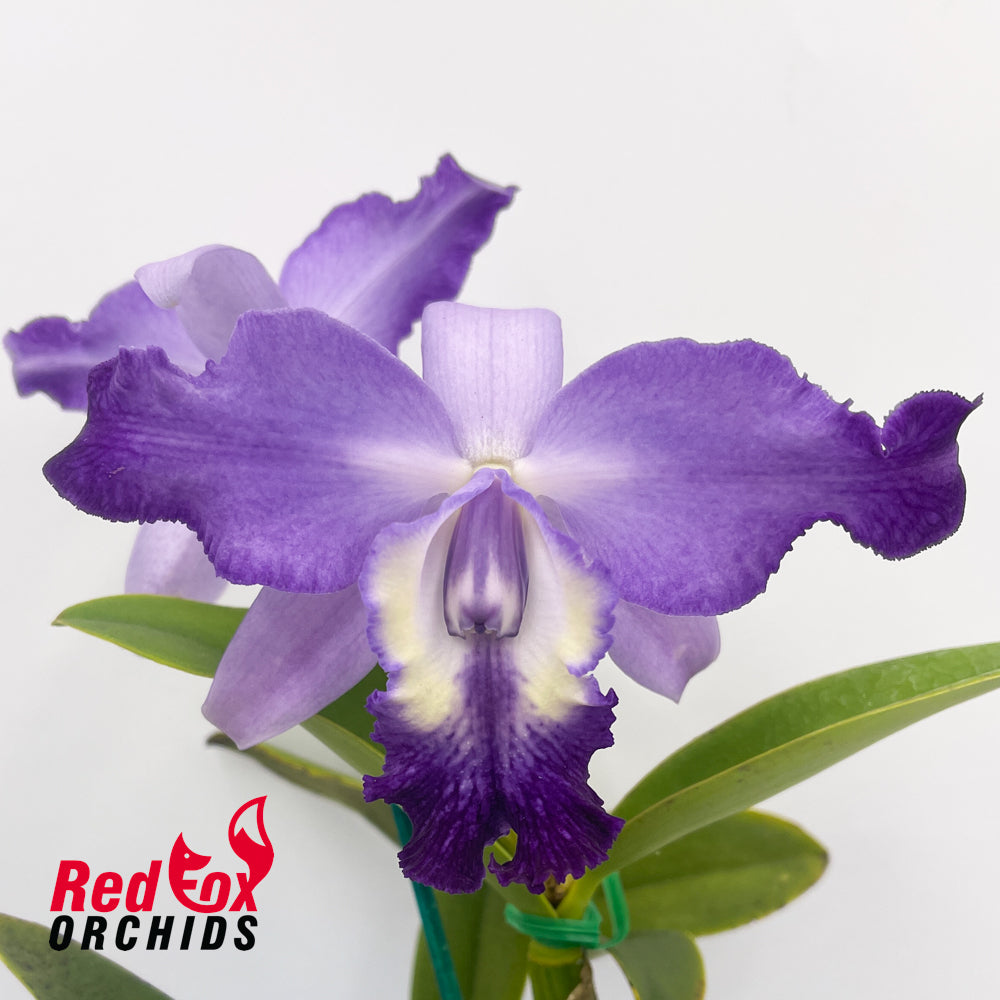 Laeliocattleya Cariad's Mini-Quinee 'Angel Kiss' X C. Betsy's Azure Sea 'RH8'
