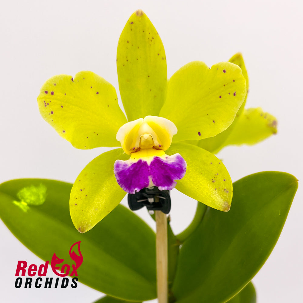 Brassolaeliocattleya Hawaiian Passion 'Carmela' x Cattleya guttata (4n)