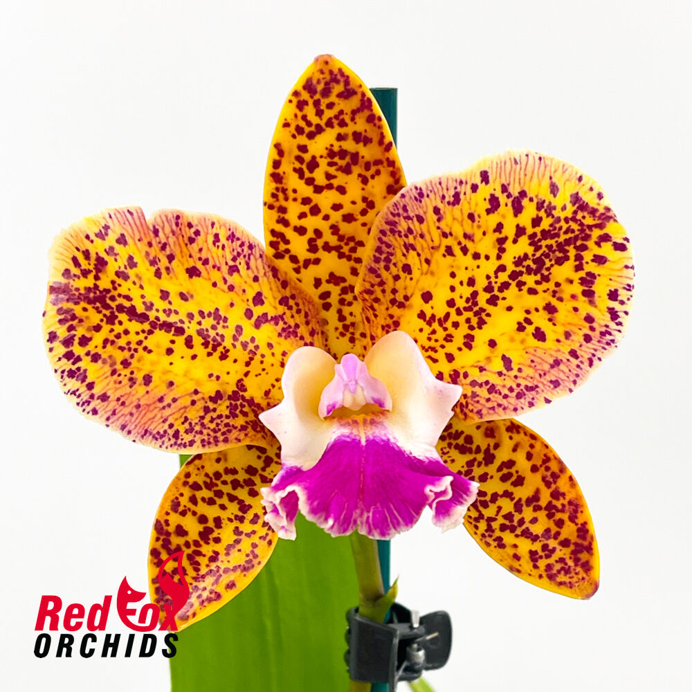 Cattleya Penny Kuroda X Ctt. Topaz Saucy