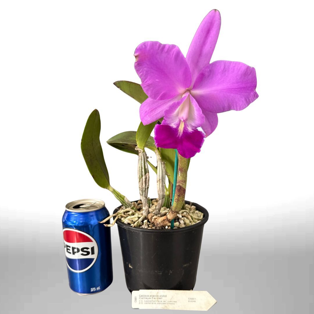 Cattleya Fennell