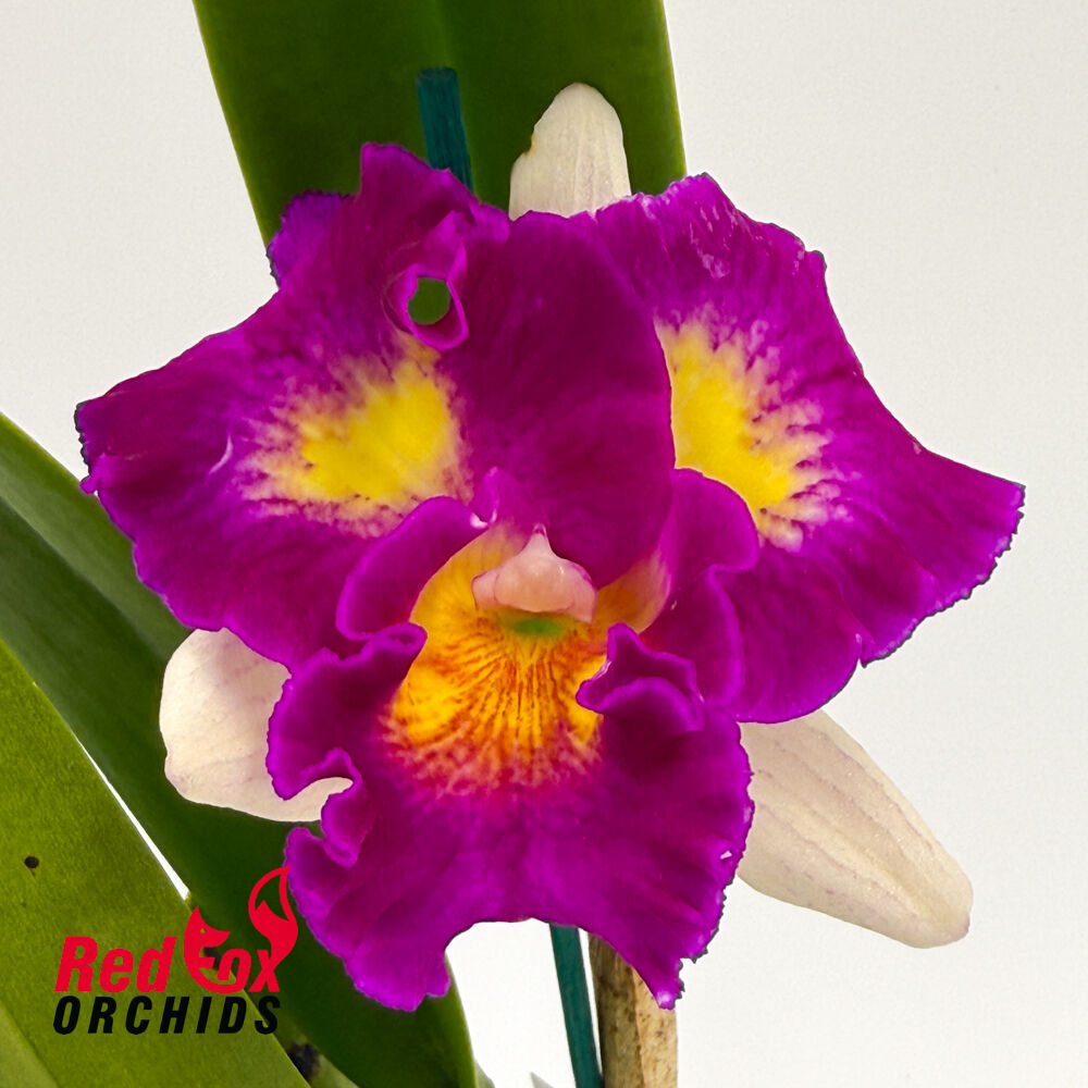 Brassolaeliocattleya Topaz Rainbow x Rhyncholaeliocattleya Deception Diamond