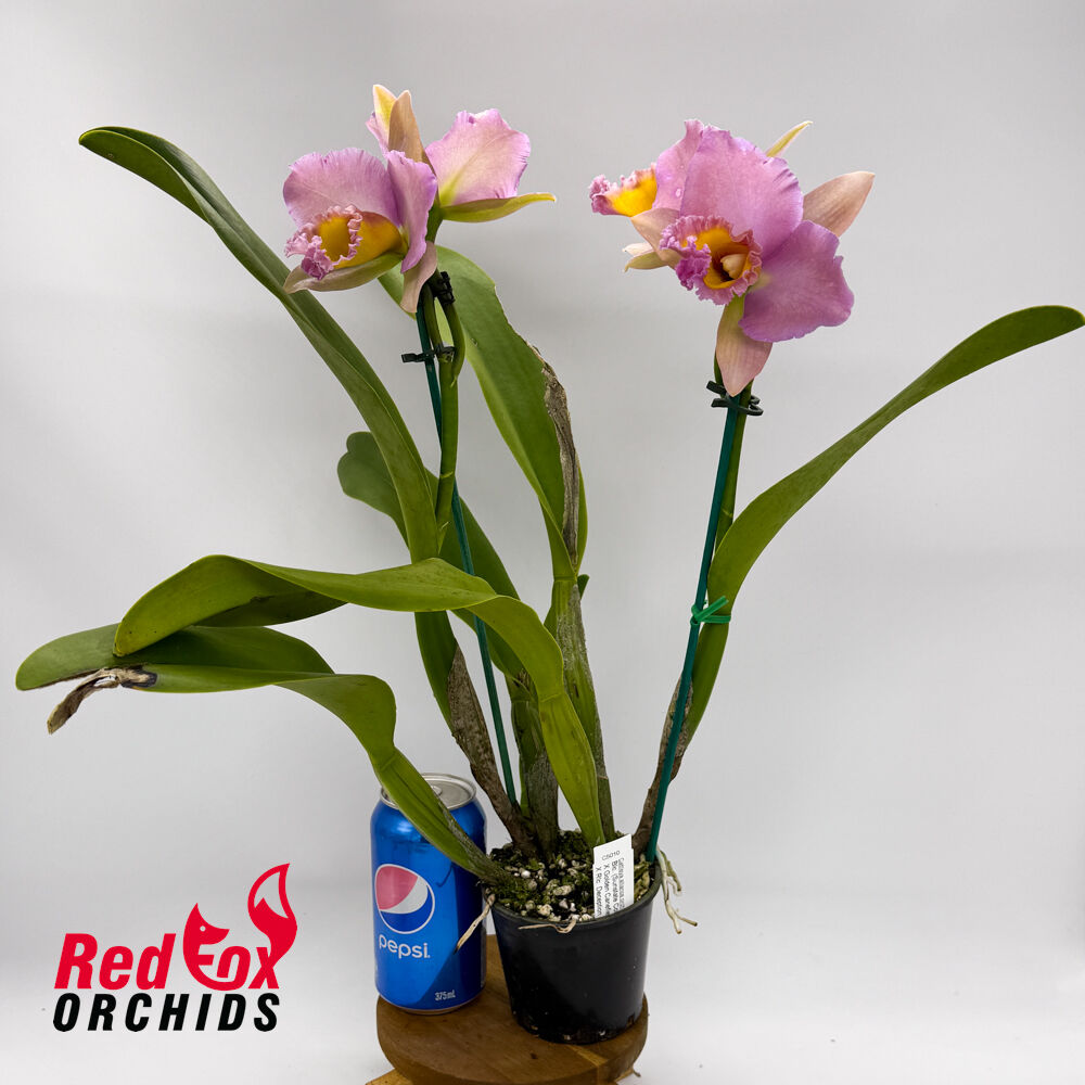 Rhyncholaeliocattleya (Sunstate Colorchart X Golden Canefields) X Rlc. Deception Peak