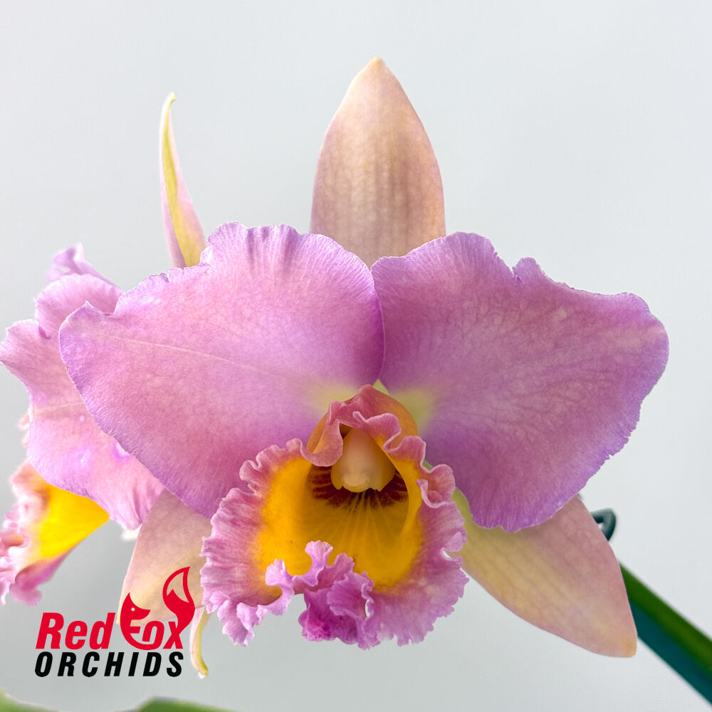 Rhyncholaeliocattleya (Sunstate Colorchart X Golden Canefields) X Rlc. Deception Peak