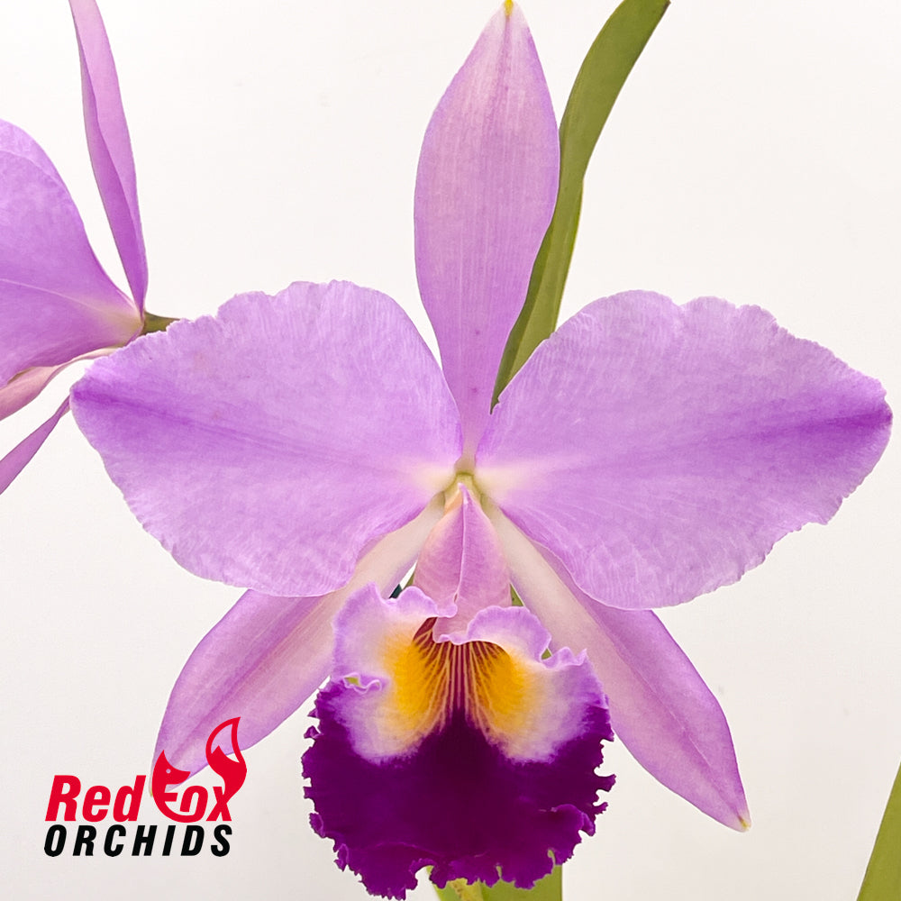 Cattleya jenmanii X Rlc. Deception Peak