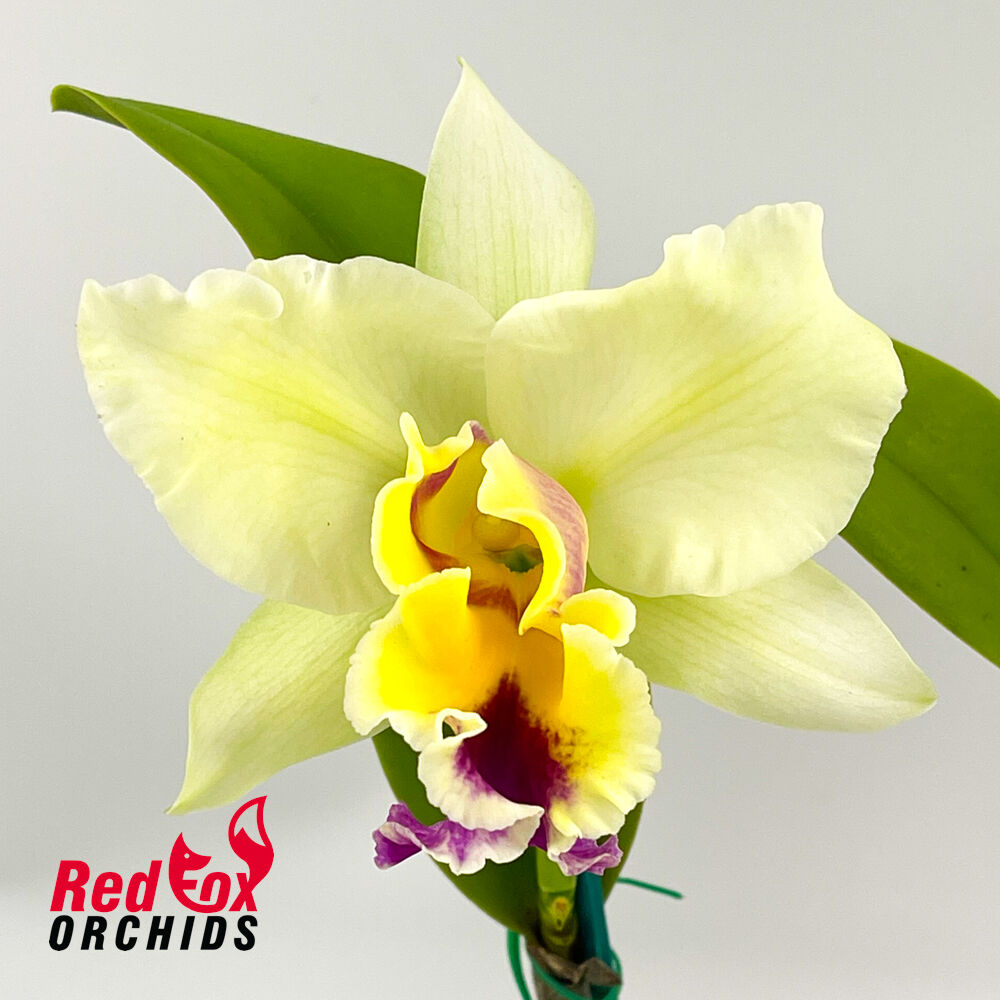 Potinara (Burdekin Starbright 'Burdekin' X California Girl) X Pot. Topaz Belle