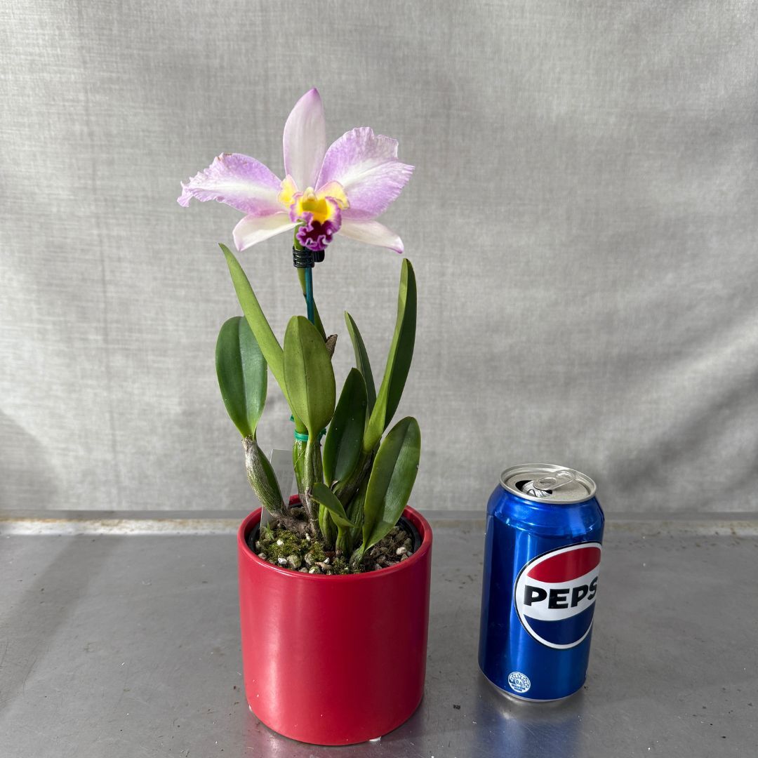 Brassolaeliocattleya Topaz Impact X Lc. (Bonanza Queen (4n) X Liptonii (4n)