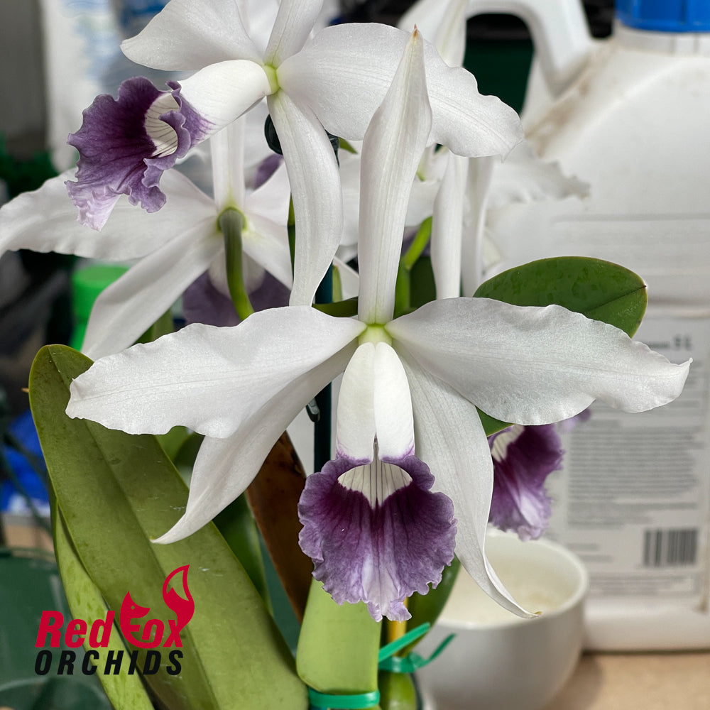 Cattleya Horniana