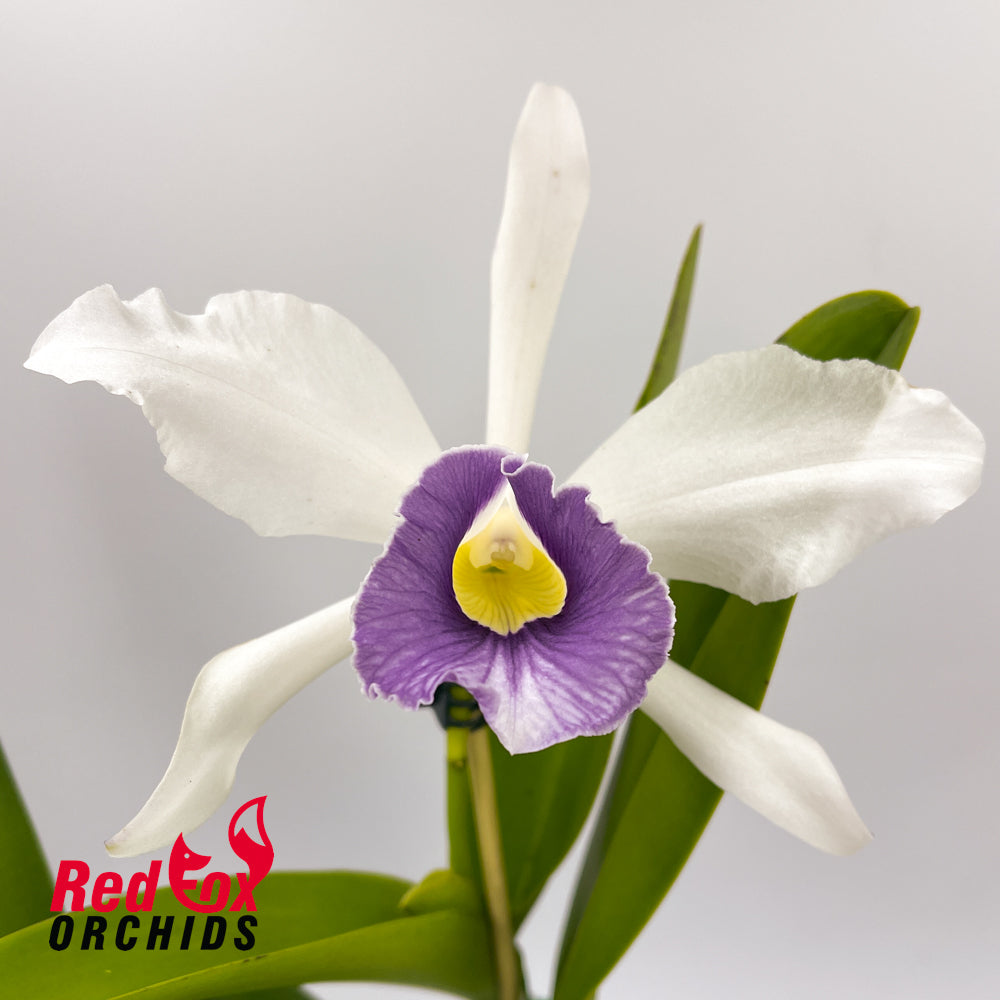 Cattleya Horniana