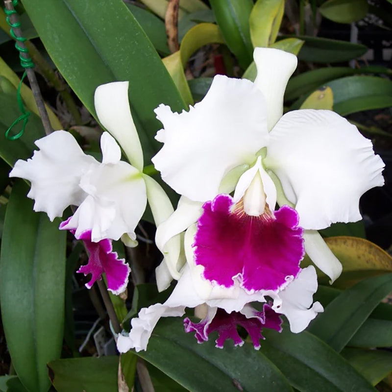 Cattleya Lucky Sagami