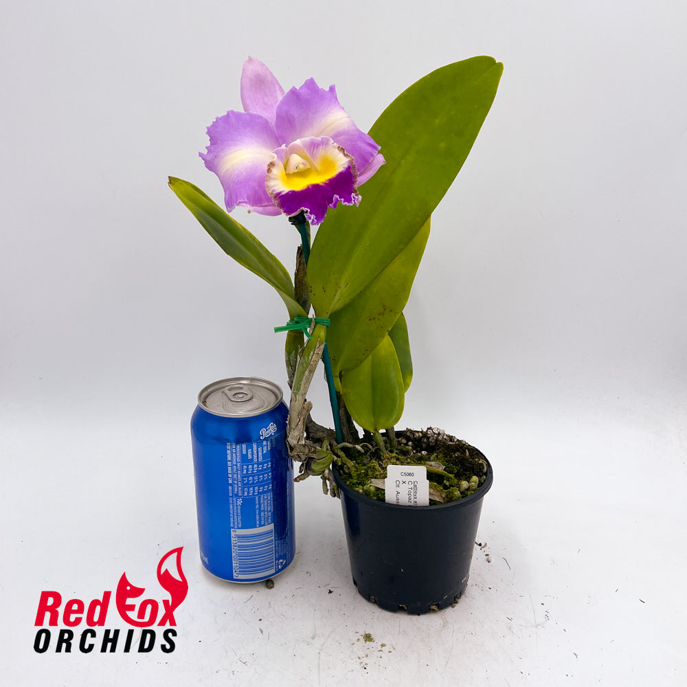 Cattleya Topaz Elite X Ctt. Aussie Sunset
