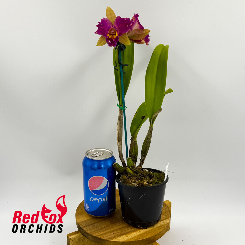Rhyncholaeliocattleya Napa Valentine (Overlapped R&Y Splash) (C1841) X Rlc. Tzeng-Wen Dragon (Good & Tall Copper)