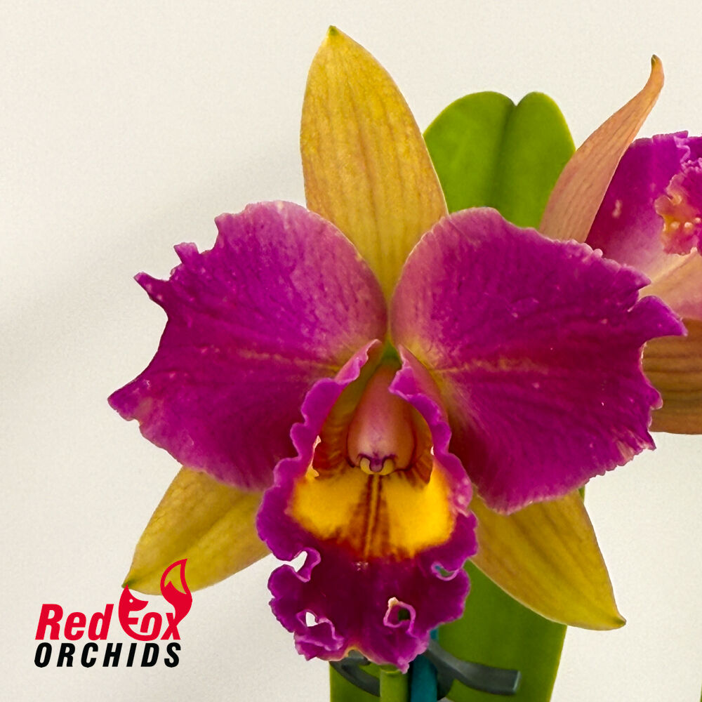 Rhyncholaeliocattleya Napa Valentine (Overlapped R&Y Splash) (C1841) X Rlc. Tzeng-Wen Dragon (Good & Tall Copper)