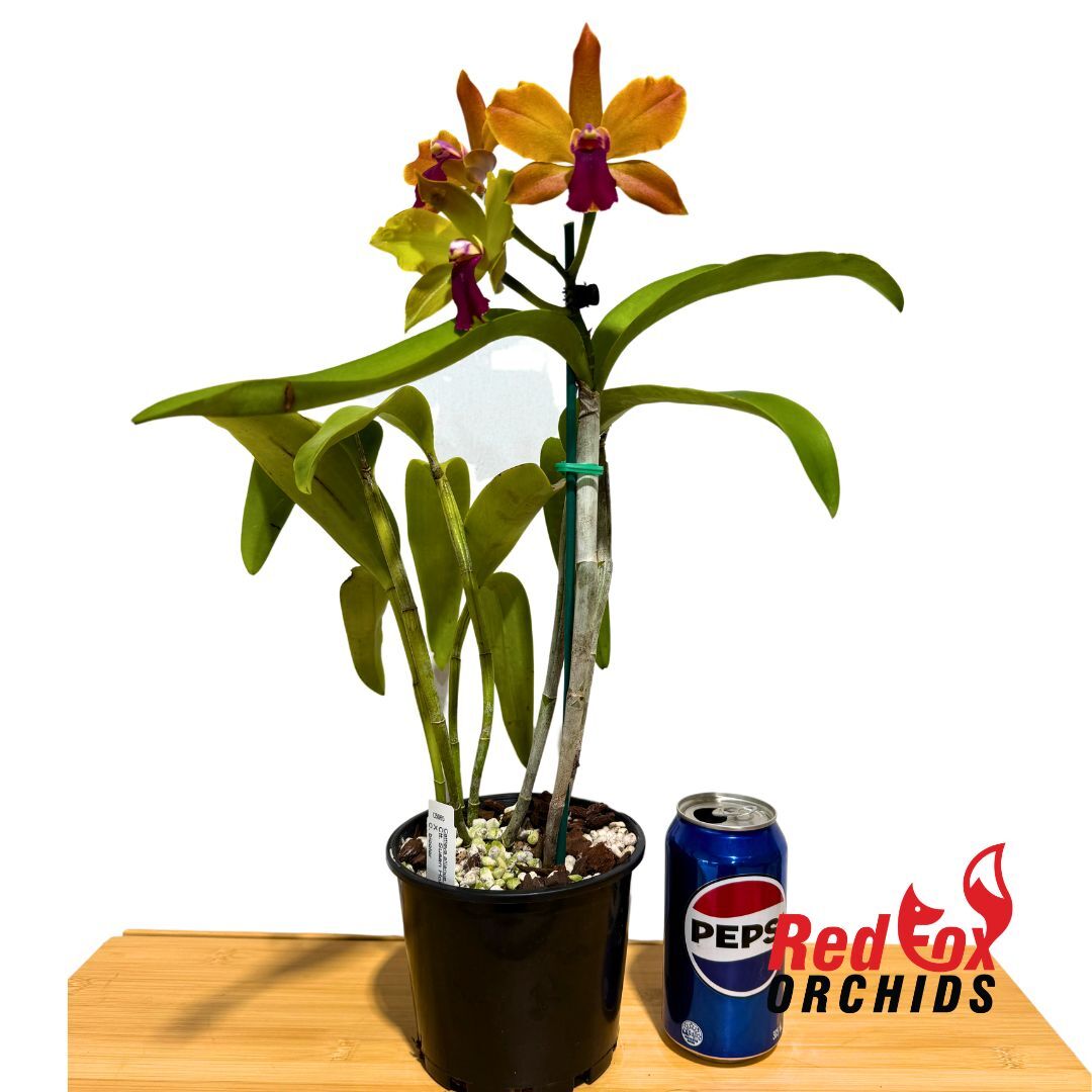 Cattlianthe Susan Holcombe 'Yellow & Red' x Cattleya bicolor