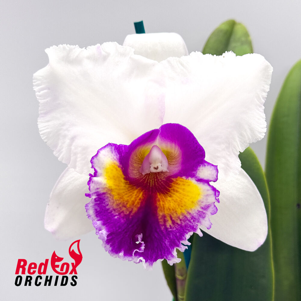Cattleya Topaz Elite X Rlc. Burdekin News 'Super S-A'
