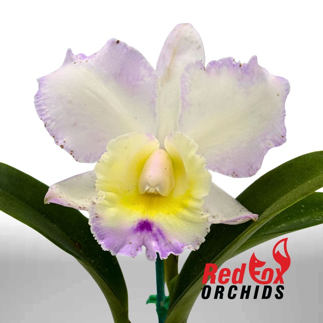 Cattleya My Partner (4n) x Dal's Tradition 'Scherrie'