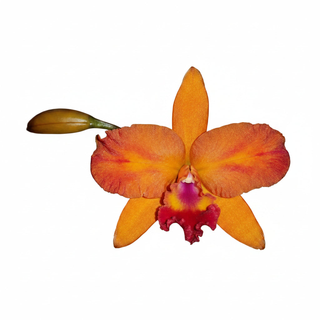 Cattlianthe Fire Gem