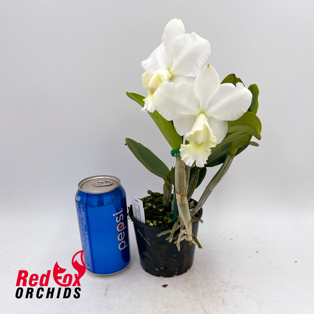 Cattleya Heathii