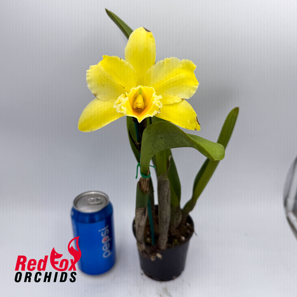 Rhyncholaeliocattleya San Damiano 'Green Angel' x George King 'Southern Cross'