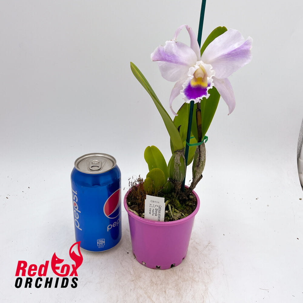 Cattleya Shinjik