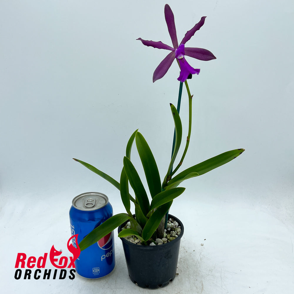 Catyclia Cordimay