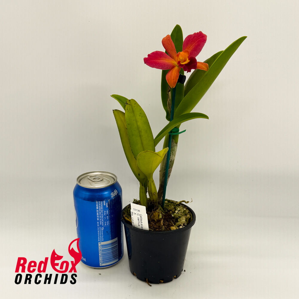 Cattleya cernua x Rhyncholaeliocattleya Love Call