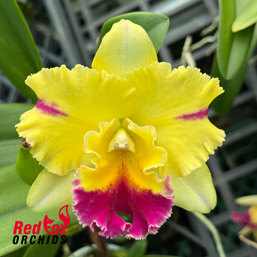 Rhyncattleanthe Topaz Belle 'Beauty'
